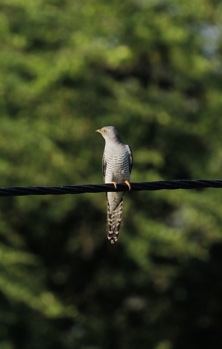 Common Cuckoo - ML640090738
