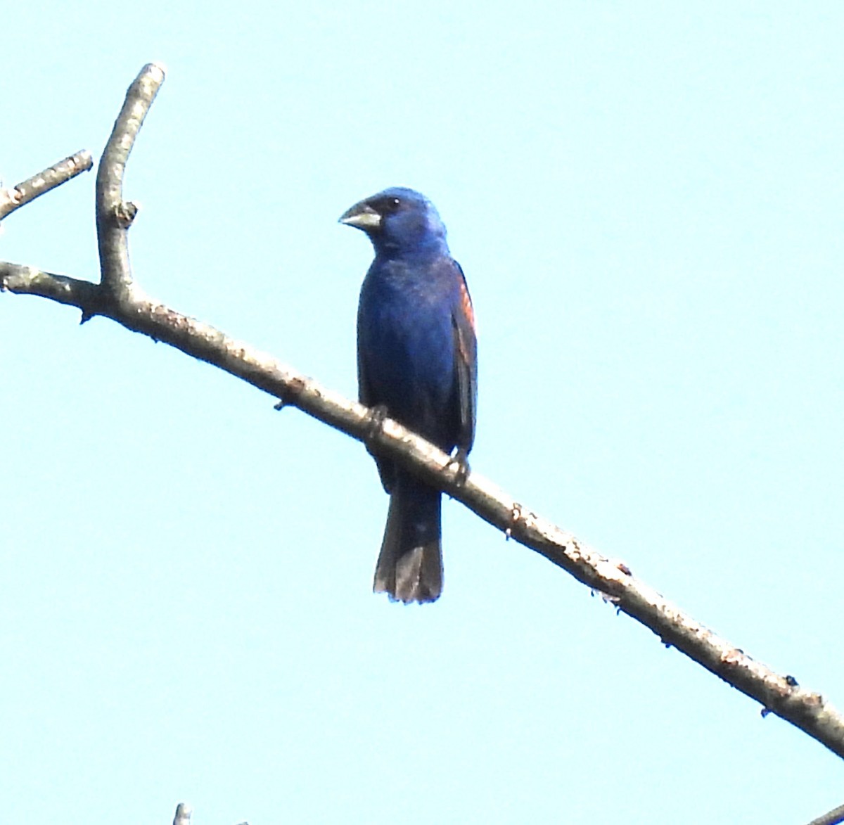 Blue Grosbeak - ML640090748