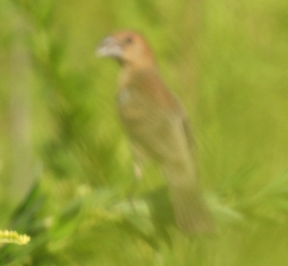 Blue Grosbeak - ML640090762