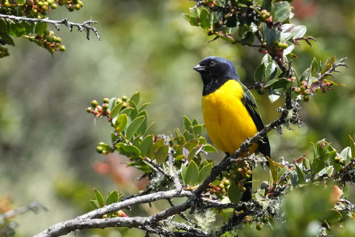 Black-chested Mountain Tanager - ML640090788