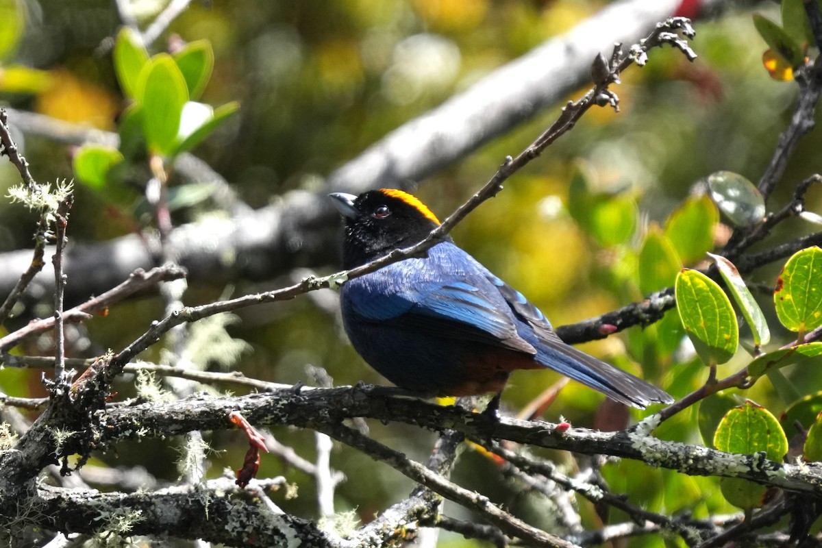 Golden-crowned Tanager - ML640090809