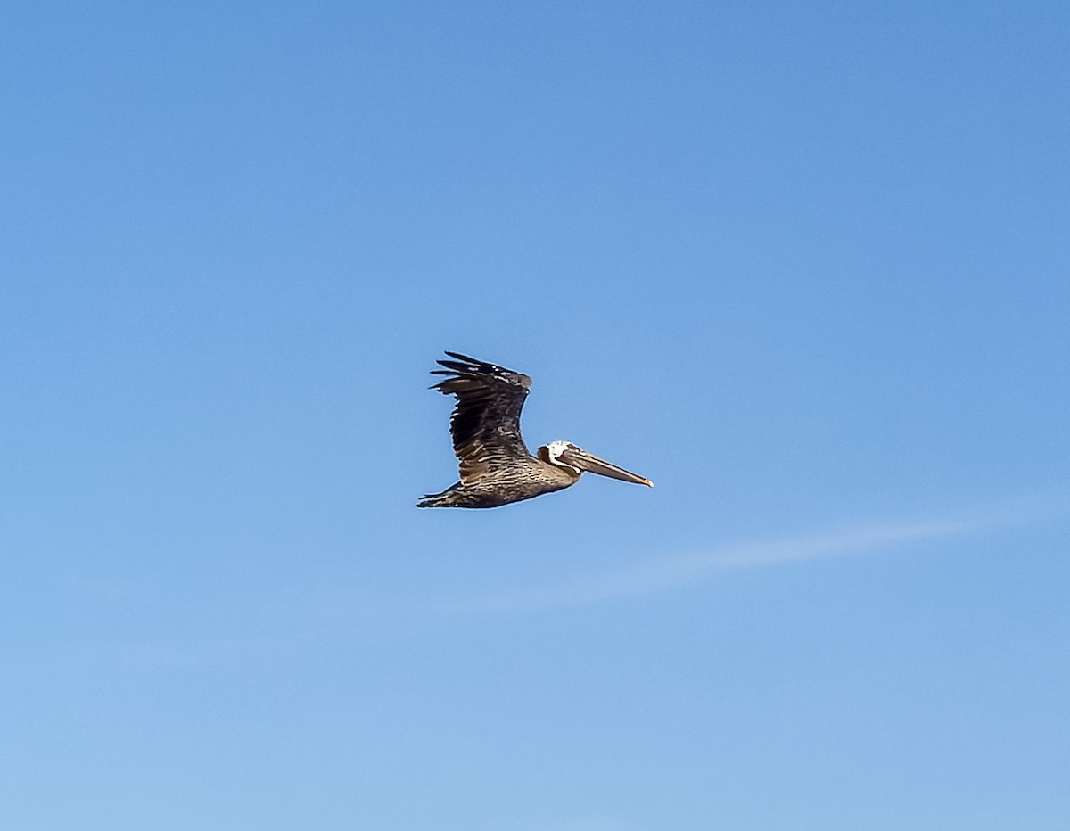 brunpelikan (carolinensis) - ML640090843