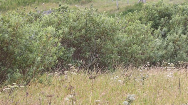 Antzandobi arrunta - ML640090849