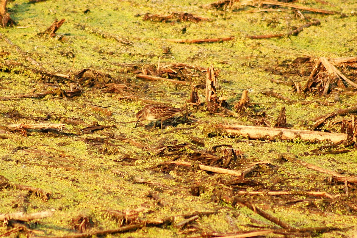 Least Sandpiper - ML640090896