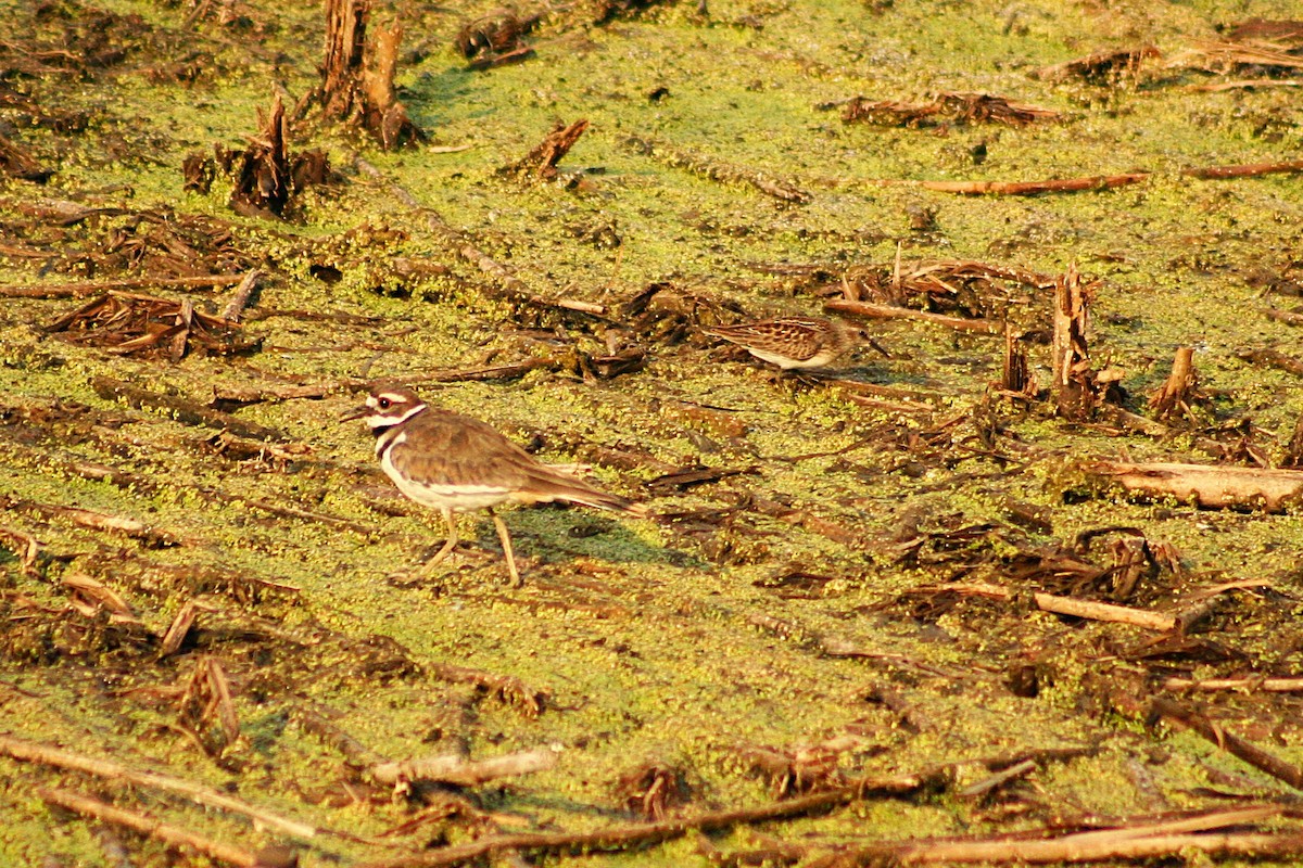 Least Sandpiper - ML640090934