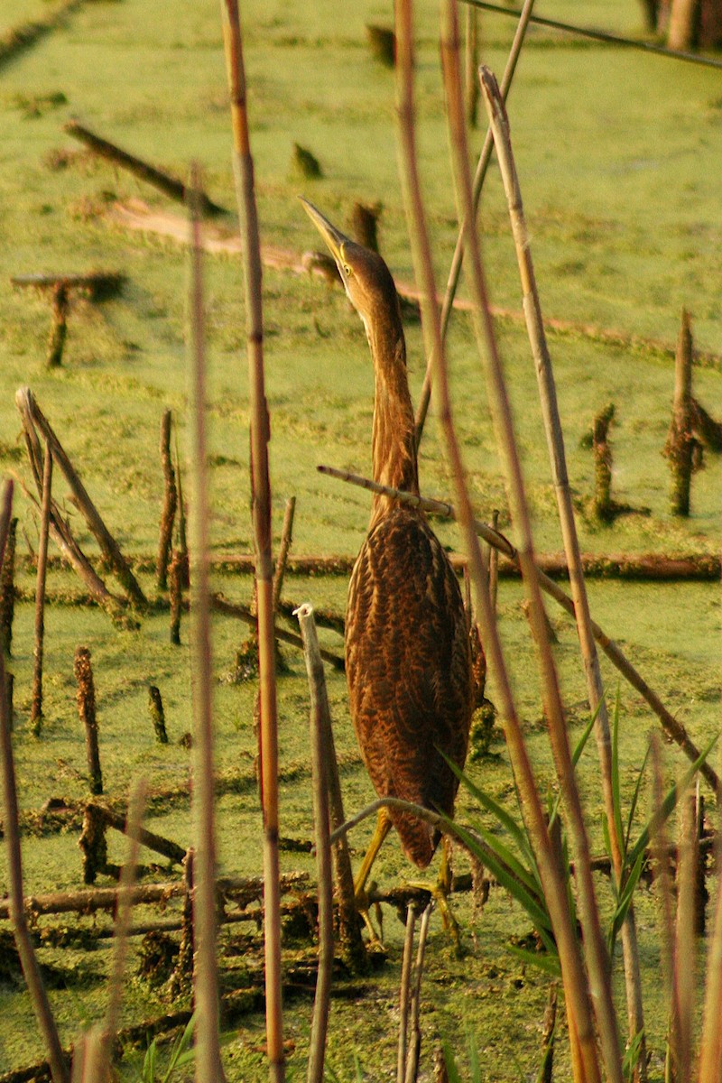 American Bittern - ML640090943