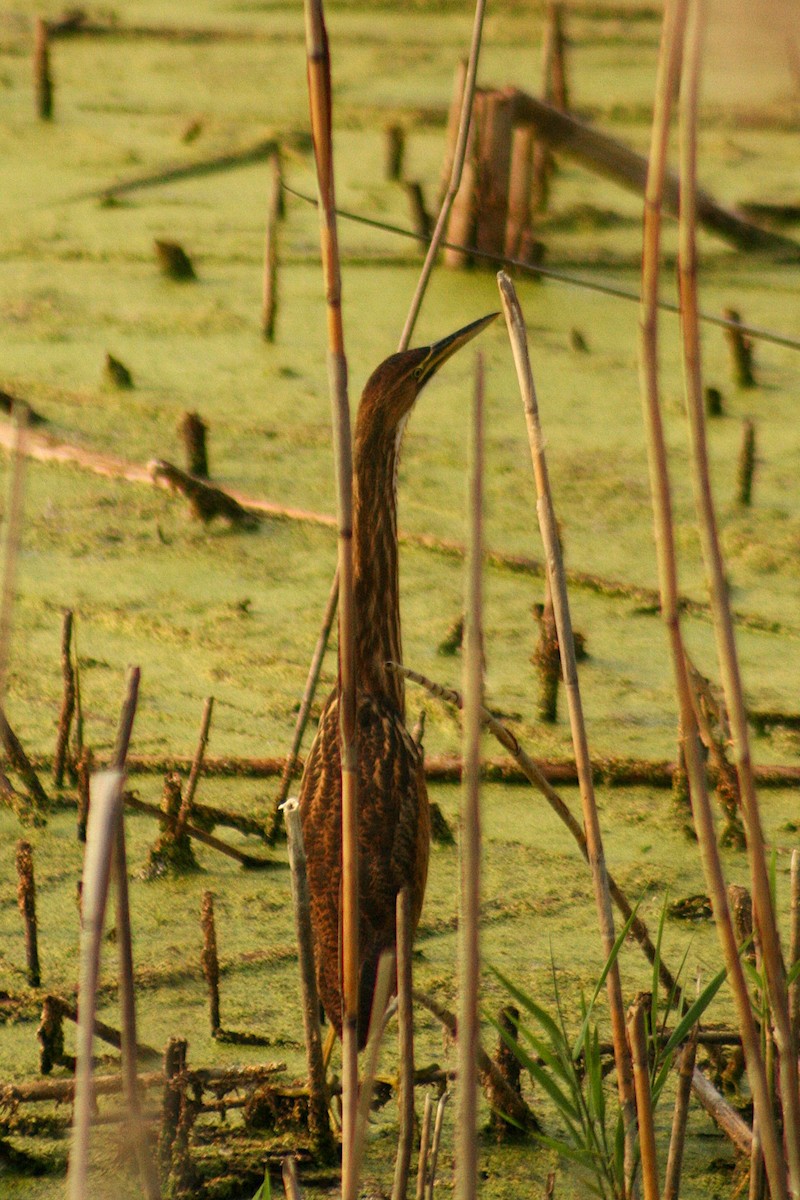 American Bittern - ML640090948