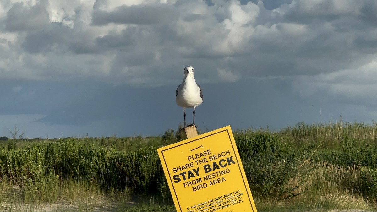 Laughing Gull - ML640090951