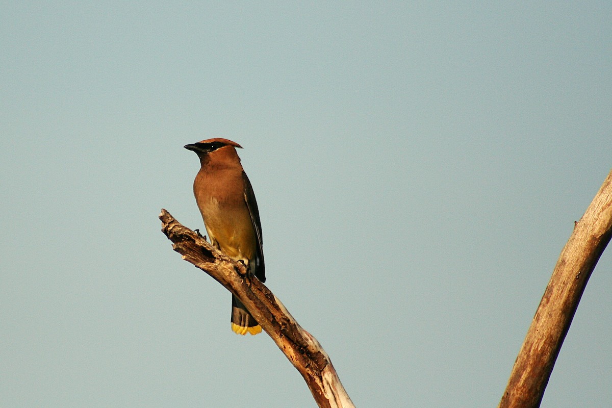 Cedar Waxwing - ML640090963