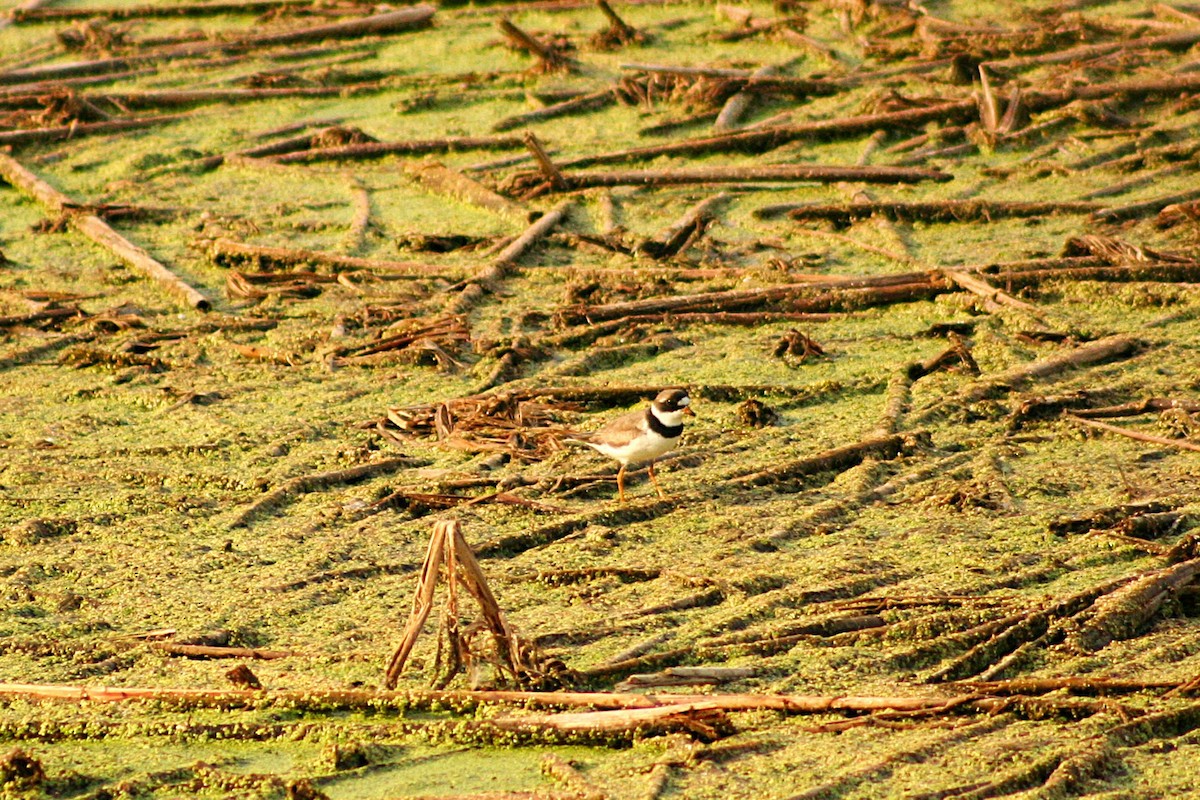 Semipalmated Plover - ML640090973