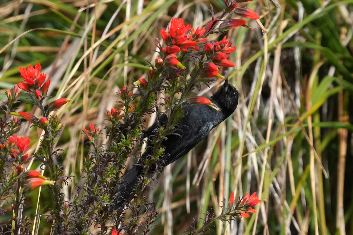 Glossy Flowerpiercer - ML640091018