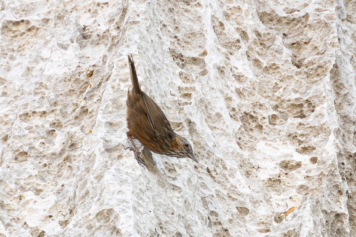 Rufous Limestone Babbler - ML640091058