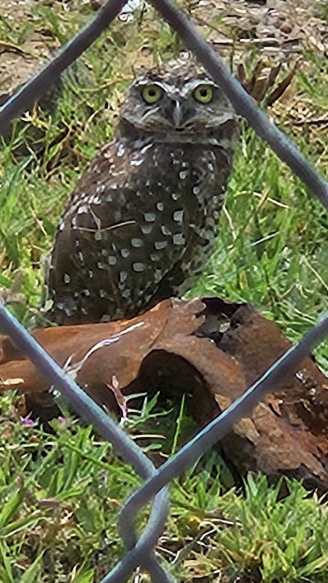 sýček králičí - ML640091073