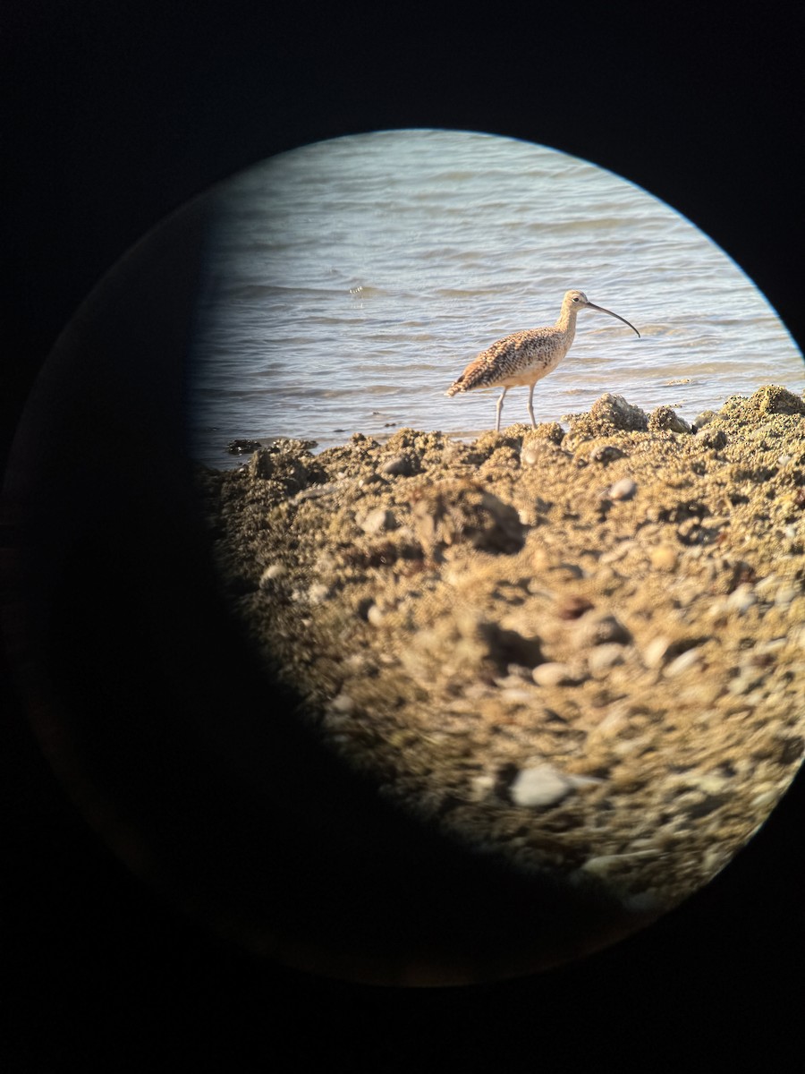 Long-billed Curlew - ML640091085