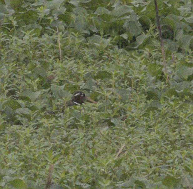 Greater Painted-Snipe - ML640091086