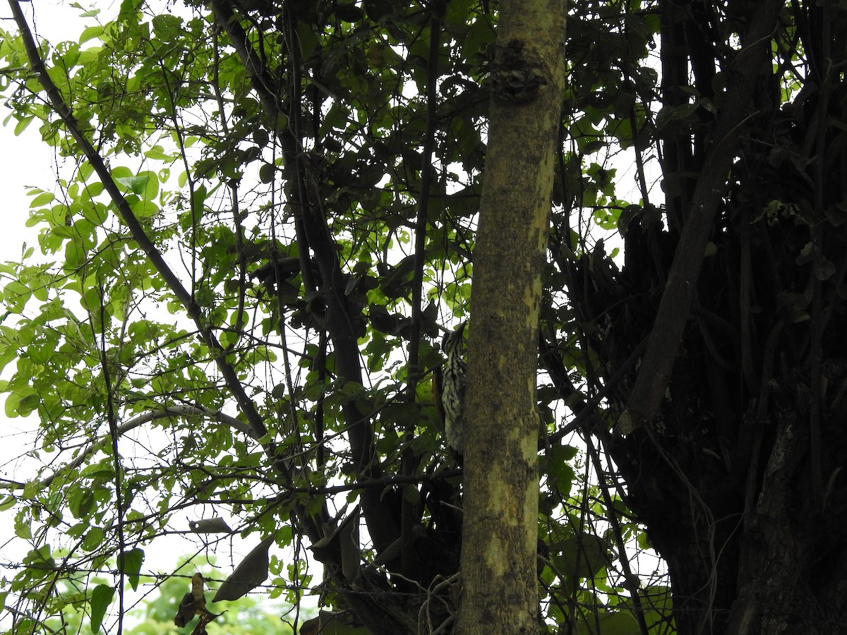 woodpecker sp. - ML640091097