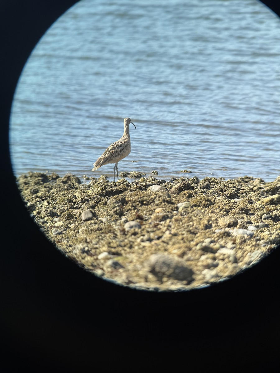 Long-billed Curlew - ML640091118