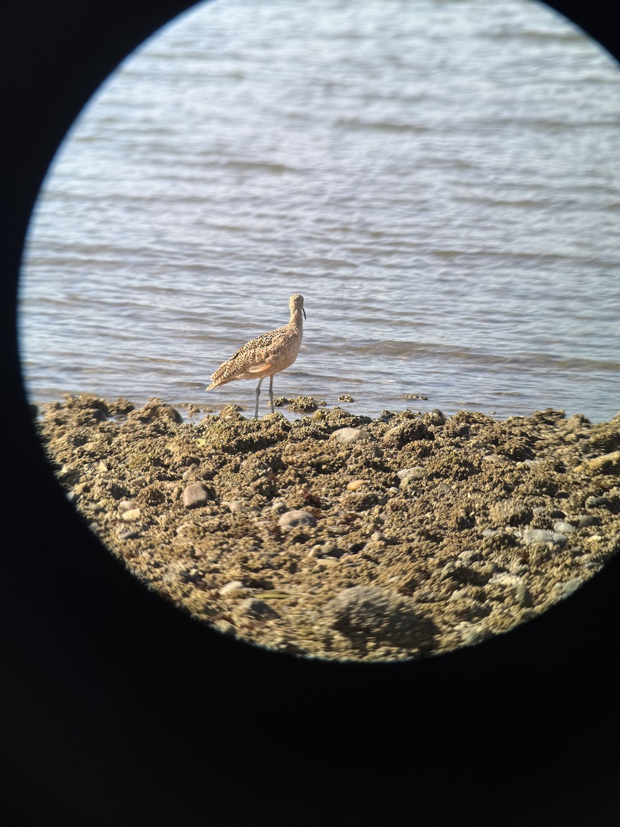 Long-billed Curlew - ML640091120
