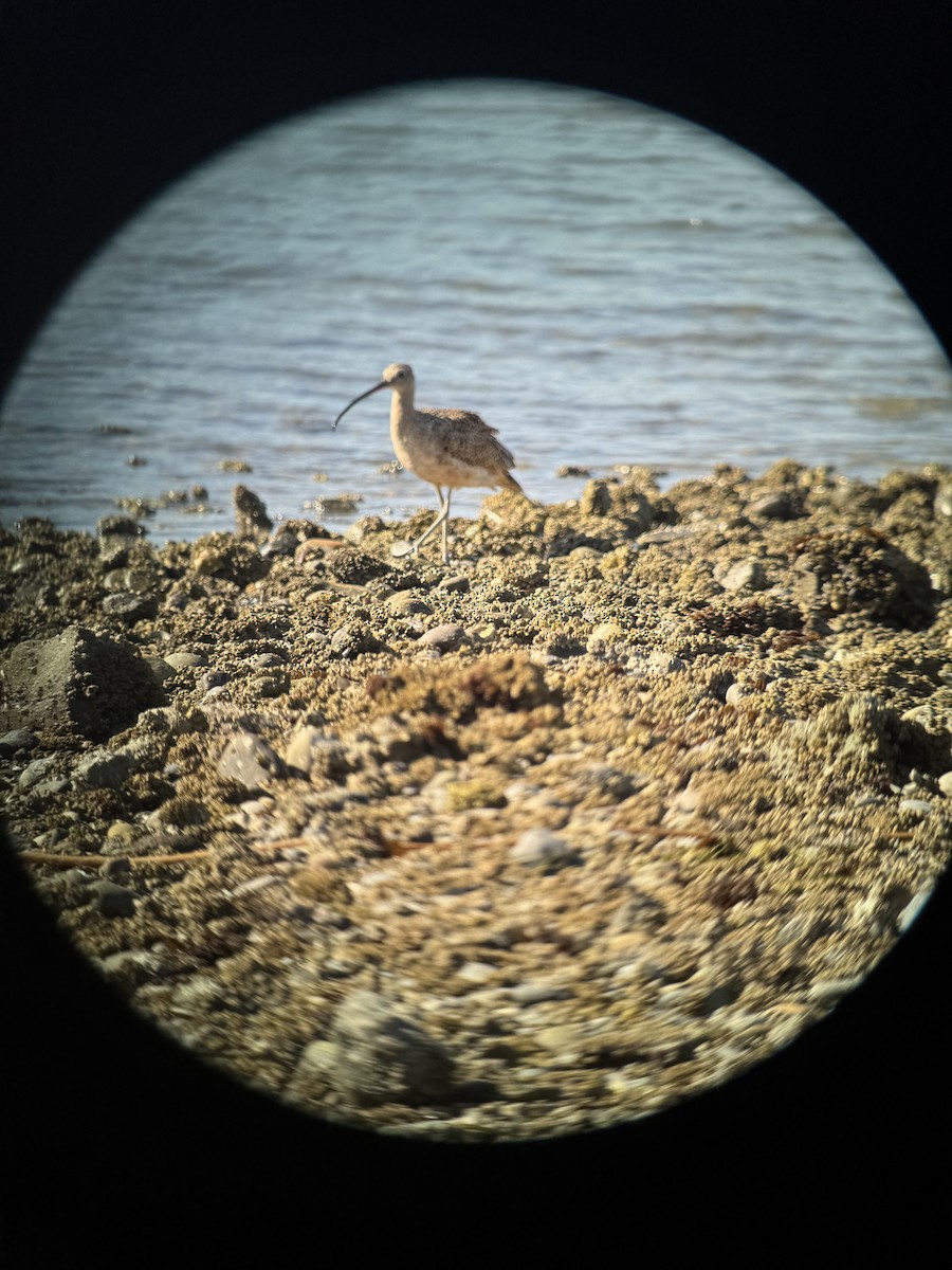 Long-billed Curlew - ML640091123