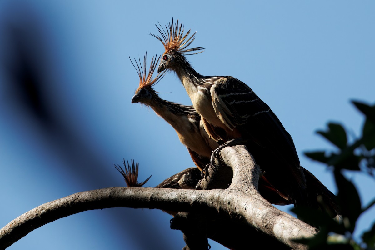 Hoatzin - ML640091129