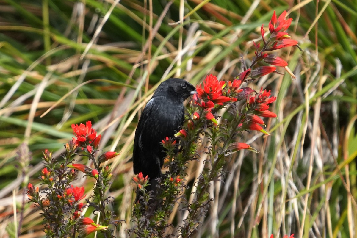 Glossy Flowerpiercer - ML640091187