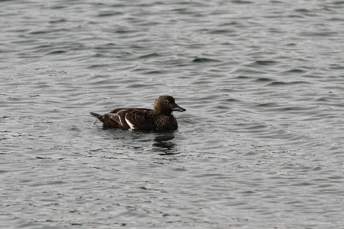 Steller's Eider - ML640091200