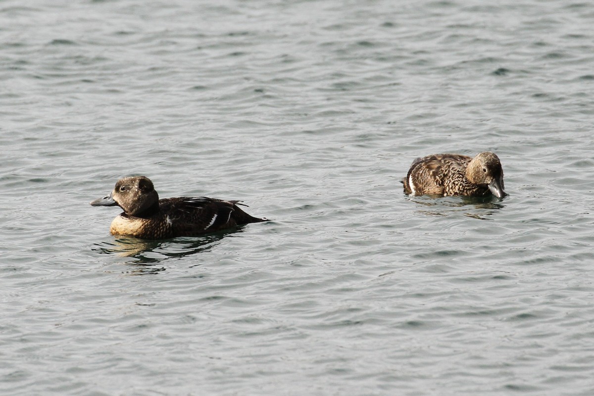 Steller's Eider - ML640091263
