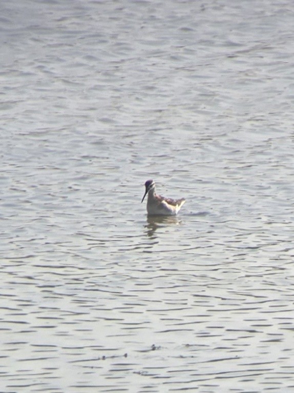 Wilson's Phalarope - ML640091286