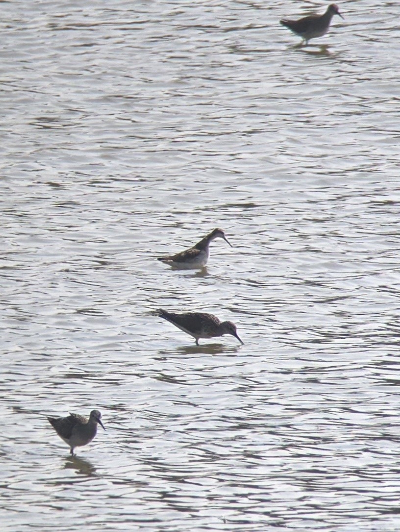 Wilson's Phalarope - ML640091287