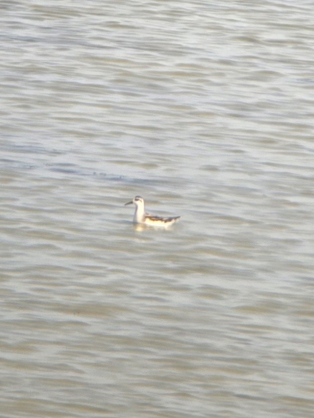Red-necked Phalarope - ML640091292