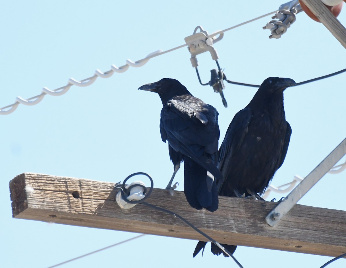 raven sp. - ML640091302