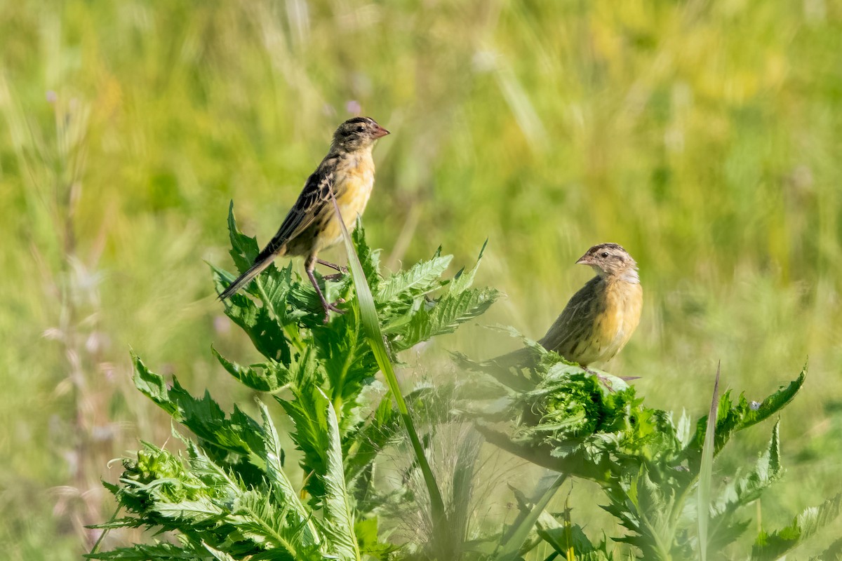 Bobolink - ML640091317
