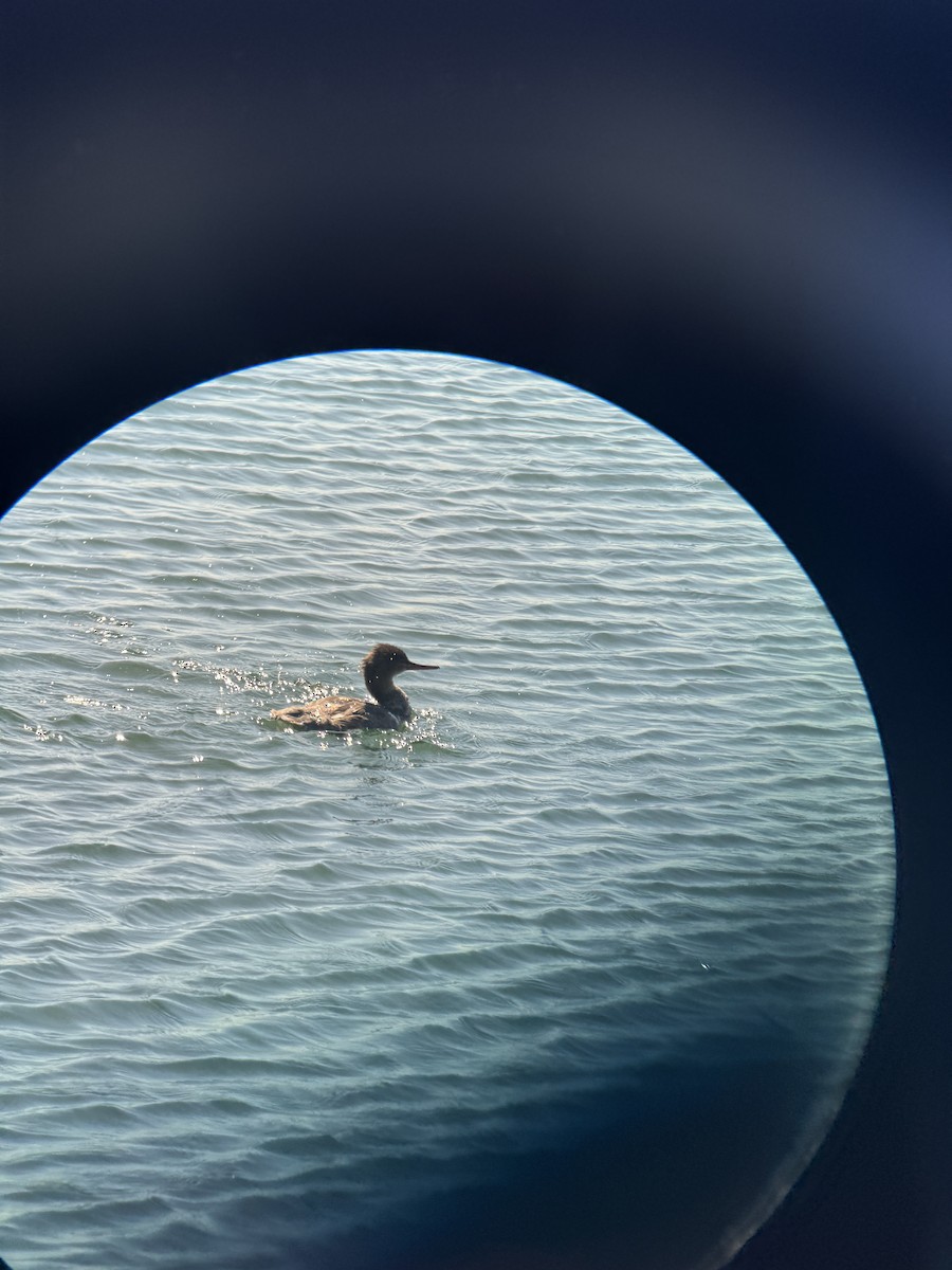 Red-breasted Merganser - ML640091364