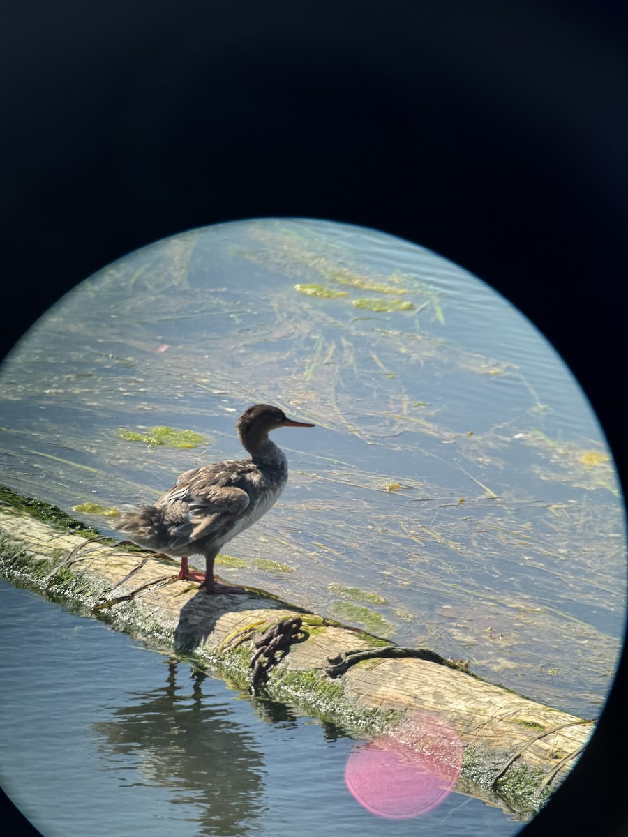 Red-breasted Merganser - ML640091390