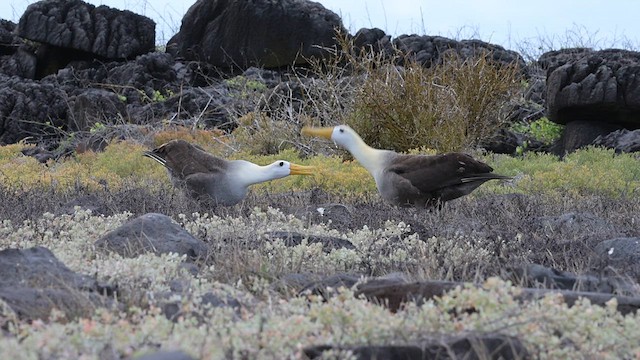 Waved Albatross - ML640091400