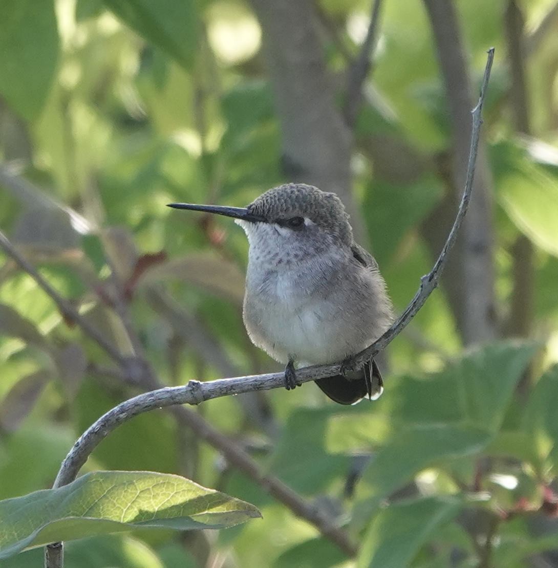 Anna's Hummingbird - ML640091420