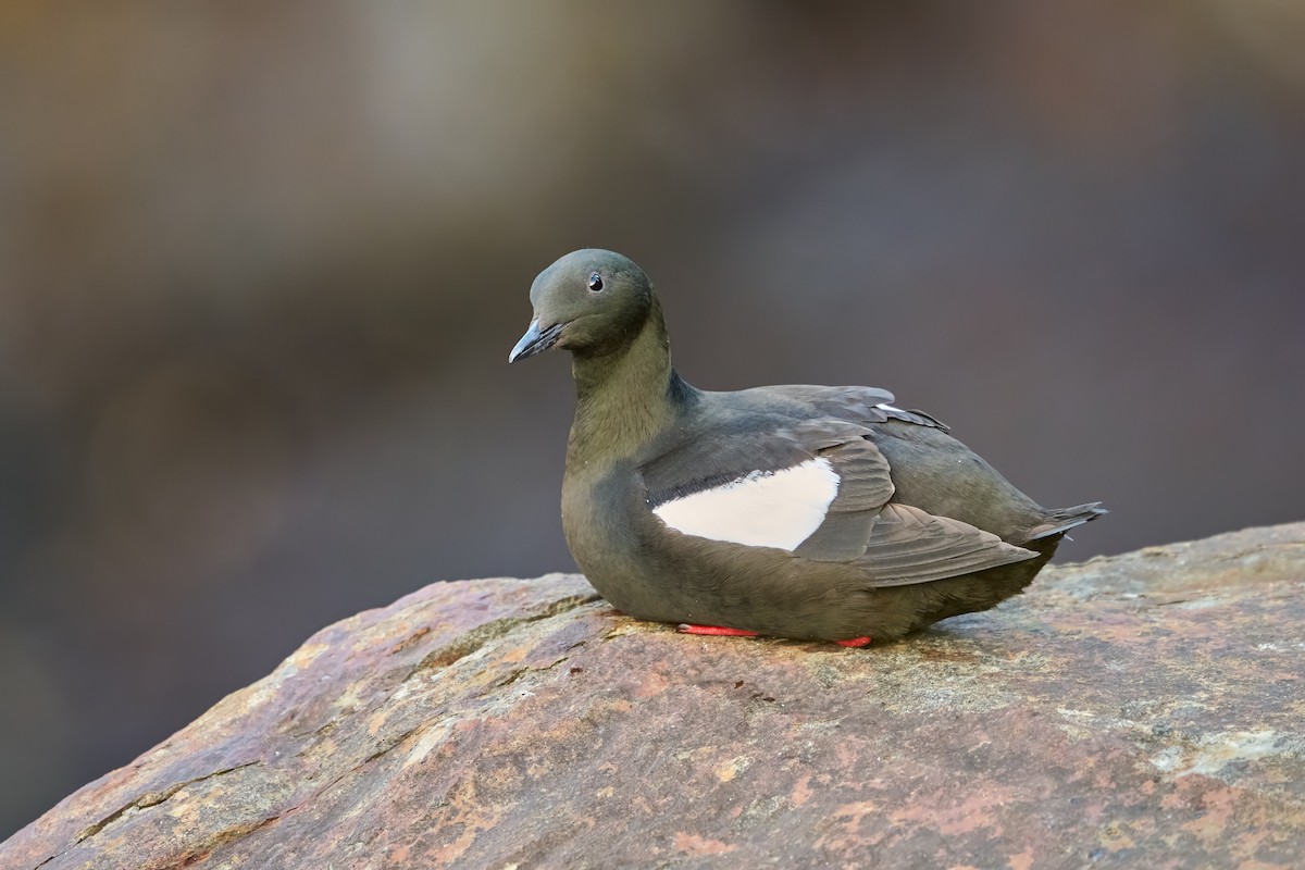 Black Guillemot - ML640091426
