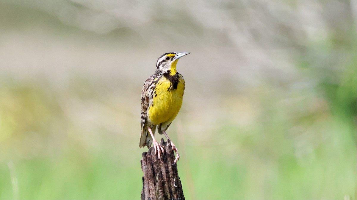 Eastern Meadowlark - ML640091475