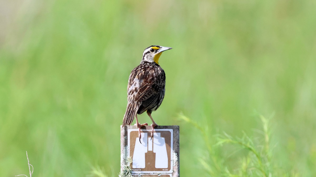 Eastern Meadowlark - ML640091482