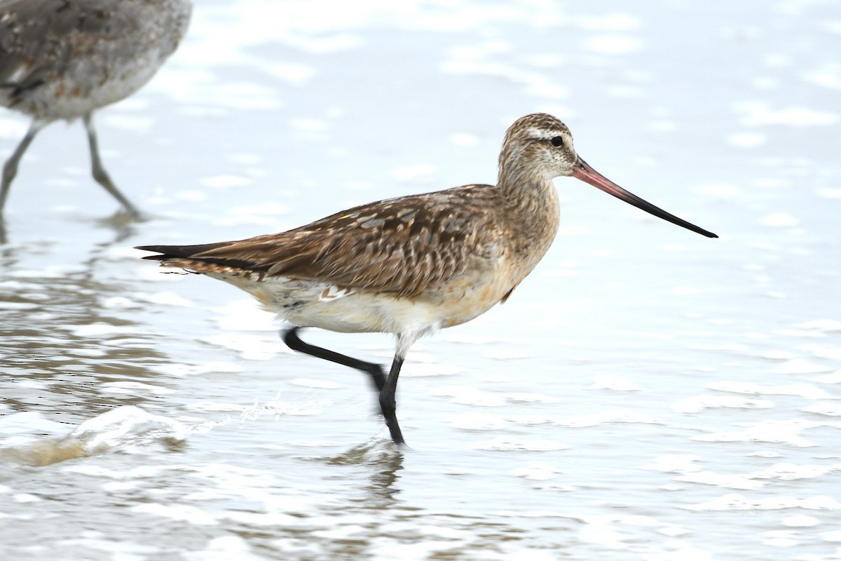 Хурган цууцал - ML640091524