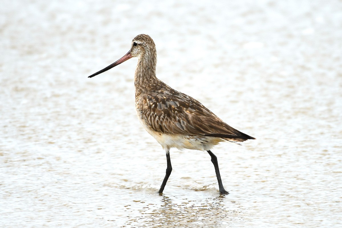 Хурган цууцал - ML640091525