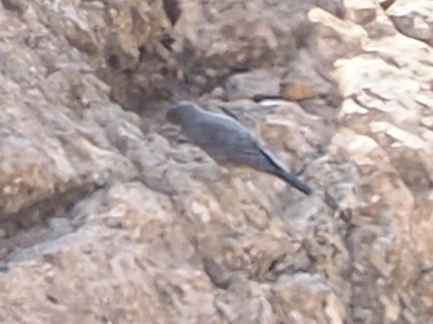 Blaumerle - ML640091637