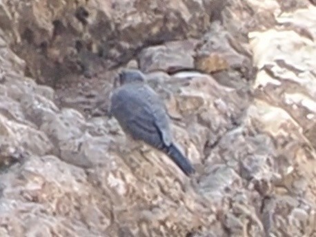Blaumerle - ML640091639