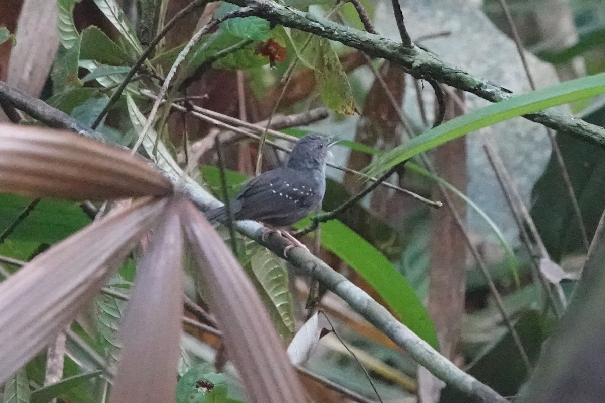Rufous-faced Antbird - ML640091744
