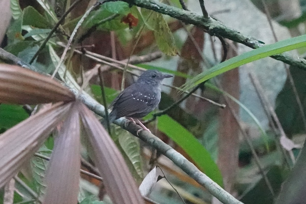 Rufous-faced Antbird - ML640091745