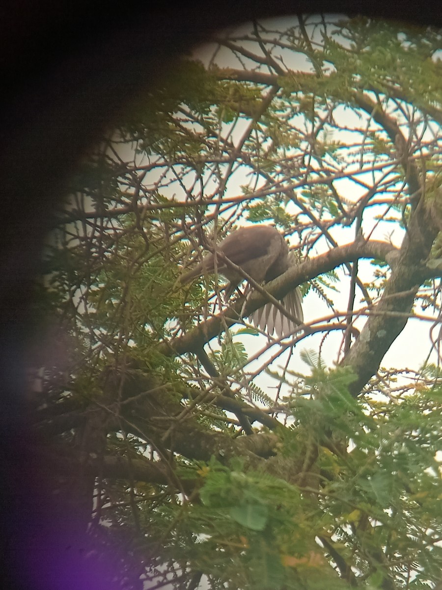 Black-lored Babbler - ML640091855