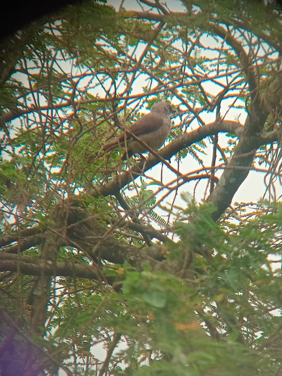 Black-lored Babbler - ML640091856