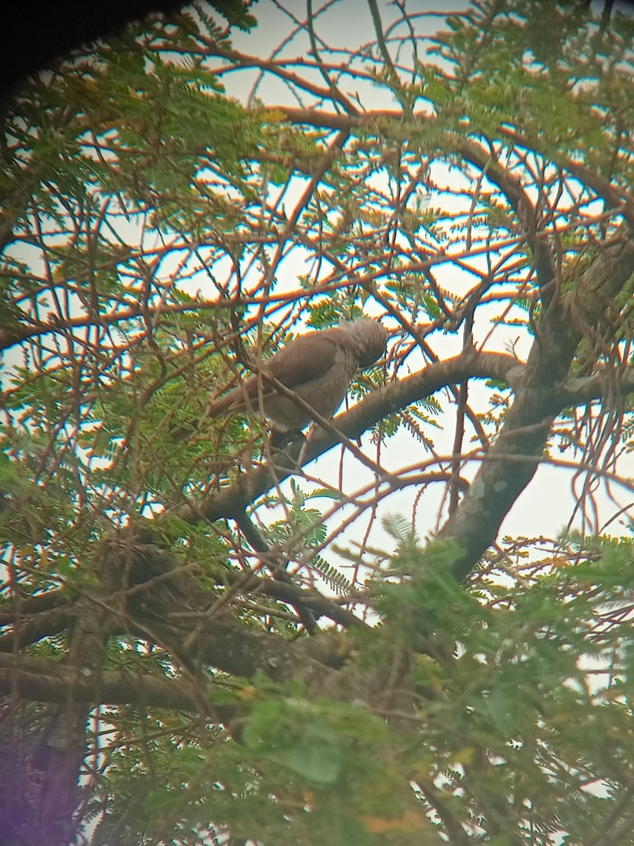 Black-lored Babbler - ML640091857