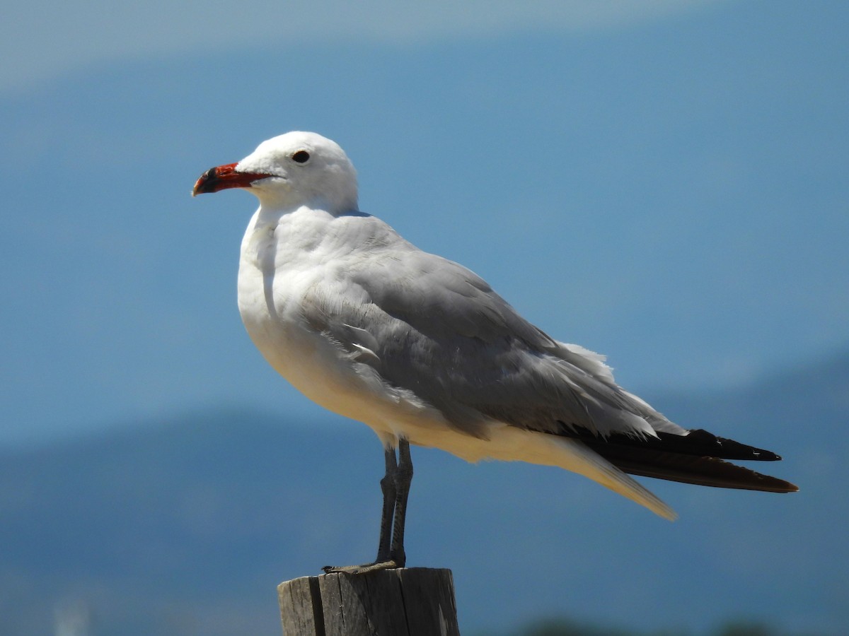 Audouin's Gull - ML640091944