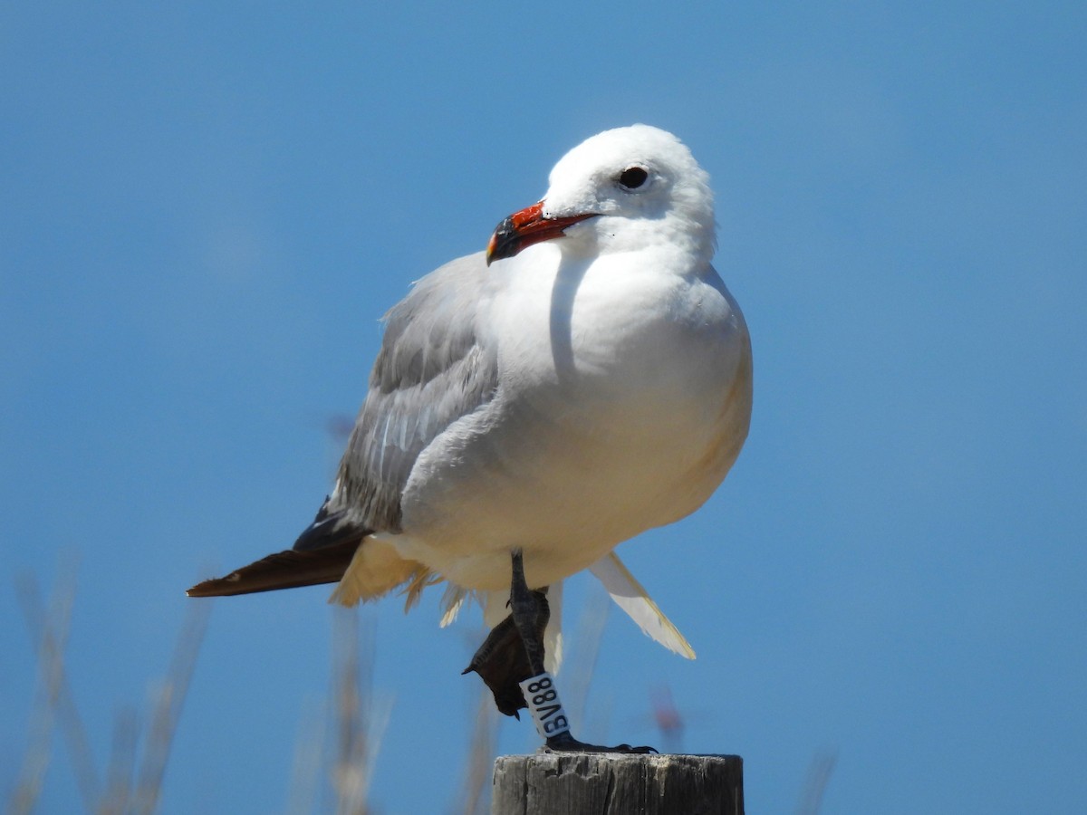 Audouin's Gull - ML640091945